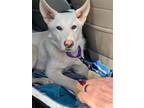 Adopt Louie a White German Shepherd Dog / Mixed dog in Hoffman Estates