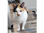 Adopt Gidget a White (Mostly) American Shorthair cat in St.