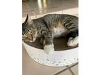 Adopt Little'Bit Momma a Gray, Blue or Silver Tabby Domestic Shorthair cat in