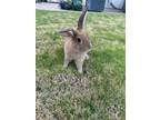 Adopt Bun Bun a Fawn Satin / Mixed (short coat) rabbit in Palm Springs
