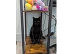 Adopt Harvey a Black (Mostly) Domestic Shorthair cat in St.