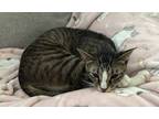Adopt Barbie a Gray, Blue or Silver Tabby Domestic Shorthair cat in St.