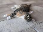 Adopt Candy a Calico or Dilute Calico Domestic Shorthair cat in St.