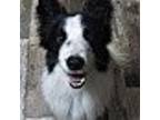 Adopt Bear a Black - with White Border Collie / Mixed dog in Minerva