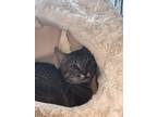 Adopt Don Johnson a Gray, Blue or Silver Tabby Domestic Shorthair cat in St.