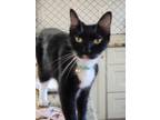 Adopt April a Domestic Shorthair cat in St. Petersburg, FL (40966403)