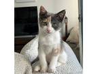Adopt Nugget a Calico or Dilute Calico Domestic Shorthair (short coat) cat in