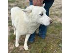 Adopt COTTON a White Siberian Husky / Mixed dog in Seattle, WA (40966103)