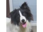 Adopt Woofie a Black - with White Border Collie / Mixed dog in Minerva
