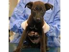 Adopt Maeve a Mixed Breed (Medium) / Mixed dog in Rancho Santa Fe, CA (40738110)