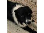 Adopt Tankr a Black - with White Border Collie / Mixed dog in Minerva