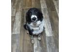 Adopt Maisie a Black - with White Border Collie / Mixed dog in Minerva
