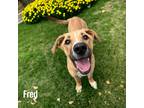 Adopt Fred a Tan/Yellow/Fawn Rhodesian Ridgeback / Black Mouth Cur / Mixed