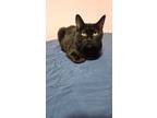 Adopt Raven a All Black Domestic Shorthair / Domestic Shorthair / Mixed cat in