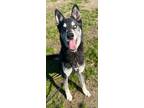 Adopt Captain a Shepherd (Unknown Type) / Mixed dog in Tulare, CA (40832272)