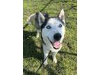 Adopt Alek a Siberian Husky / Mixed dog in Tulare, CA (40873783)