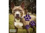 Adopt Athena a Gray/Blue/Silver/Salt & Pepper American Pit Bull Terrier / Mixed