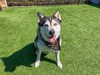 Adopt HAVEN a Black Siberian Husky / Mixed dog in Tustin, CA (40073332)