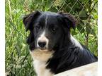 Adopt Ewan "Pending Adoption" a Black - with White Border Collie / Mixed dog in