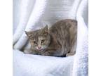 Adopt Critter a Tan or Fawn Domestic Shorthair / Domestic Shorthair / Mixed cat
