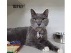 Adopt Lucas Gray a Domestic Shorthair / Mixed (short coat) cat in Genoa