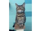 Adopt Luna a Brown Tabby Tabby (short coat) cat in New York, NY (40965242)