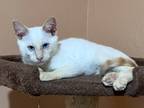Adopt Silly a Siamese / Mixed (short coat) cat in LaBelle, FL (40441250)