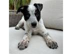 Adopt Blue a Mixed Breed (Medium) / Mixed dog in Rancho Santa Fe, CA (40279461)