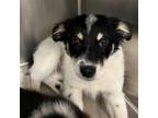 Adopt Eloise a Mixed Breed (Medium) / Mixed dog in Rancho Santa Fe