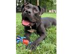 Adopt Dino a Black American Pit Bull Terrier / Mixed dog in Springfield