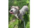 Adopt Miracle K115 11/15/23 a Gray/Blue/Silver/Salt & Pepper American Pit Bull