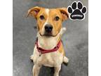 Adopt Pistol a Tan/Yellow/Fawn Mixed Breed (Large) / Mixed dog in Tangent