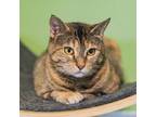 Adopt Peggy Sue a Brown Tabby Domestic Shorthair / Mixed Breed (Medium) / Mixed