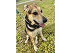 Adopt ELSA a Tan/Yellow/Fawn Mixed Breed (Medium) / Mixed dog in Port St Lucie
