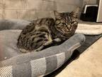 Adopt Lindy a Tiger Striped Domestic Shorthair / Mixed (short coat) cat in Mount