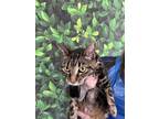 Adopt Mimsy a Brown or Chocolate Domestic Shorthair / Domestic Shorthair / Mixed