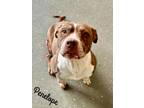Adopt Penelope a Brown/Chocolate American Pit Bull Terrier / Mixed Breed