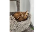 Adopt Fazzoletti a Orange or Red Domestic Shorthair / Domestic Shorthair / Mixed