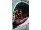 Adopt Penne a Brown or Chocolate Domestic Shorthair / Domestic Shorthair / Mixed