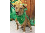 Adopt Adoptable Dash a Tan/Yellow/Fawn Labrador Retriever / Mixed dog in Wichita