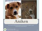 Adopt Aniken a Tan/Yellow/Fawn - with White Labrador Retriever dog in