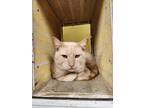 Adopt Expresso a Tan or Fawn Domestic Shorthair / Domestic Shorthair / Mixed cat