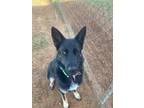 Adopt Mila a Pumi / Husky dog in Framingham, MA (40308003)