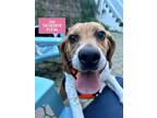 Adopt Lisa a Tricolor (Tan/Brown & Black & White) Beagle / Mixed dog in West
