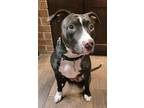 Adopt Brandie a Black - with White Pit Bull Terrier / Mixed dog in cypress