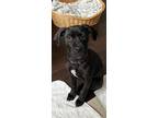 Adopt Jamie Lynn Spears a Black - with White Labrador Retriever / Mastiff /
