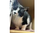 Adopt Athena a Black & White or Tuxedo Domestic Shorthair (short coat) cat in