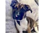Adopt Poppy a Brown/Chocolate - with White Mixed Breed (Medium) / Mixed dog in