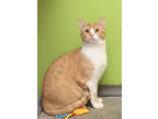 Adopt Pecan Pie a Orange or Red Domestic Shorthair / Domestic Shorthair / Mixed