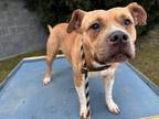 Adopt Foxy a Brown/Chocolate American Pit Bull Terrier / Mixed Breed (Medium) /